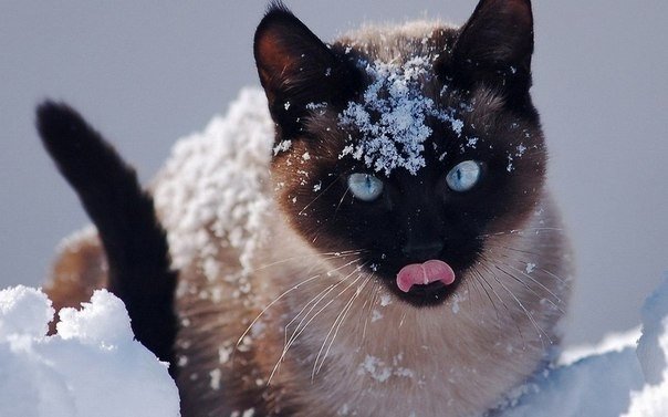 Редкие кадры котов, которые радуются снегу