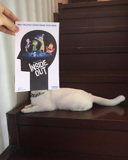 Забавные постеры к фильмам с участием кошек и собак