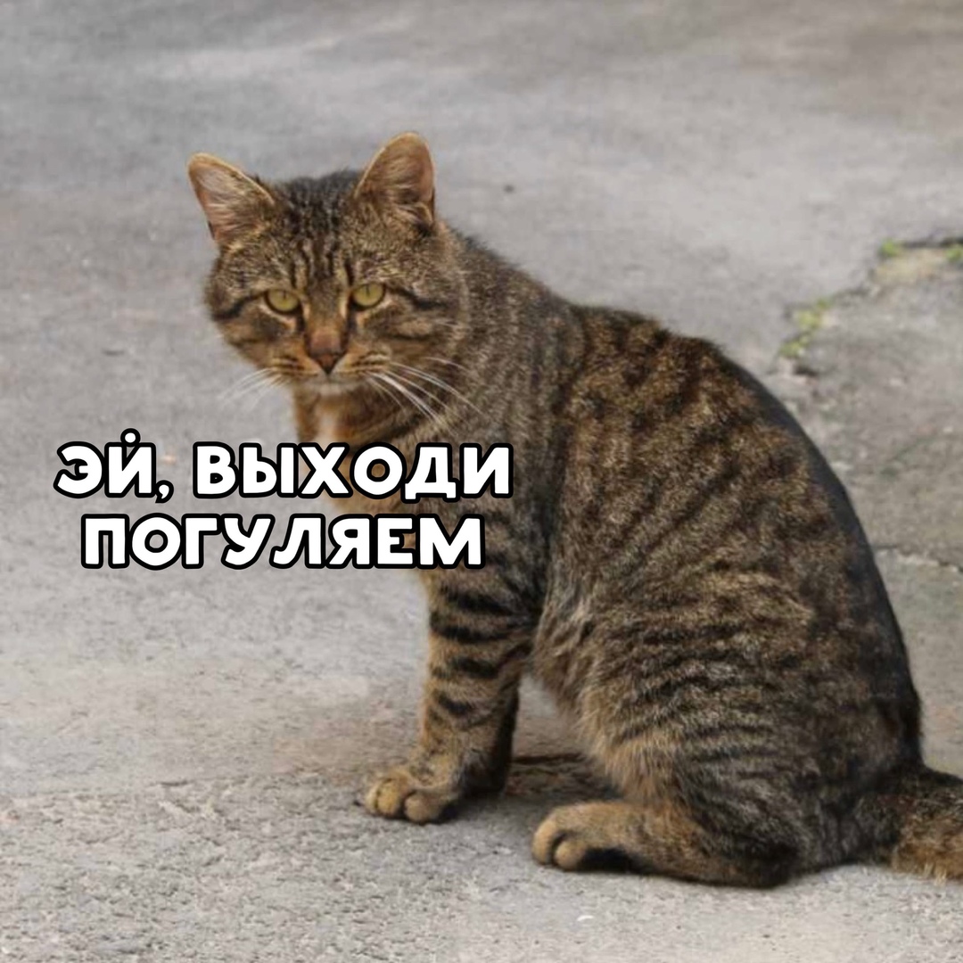 Серый дворовый кот