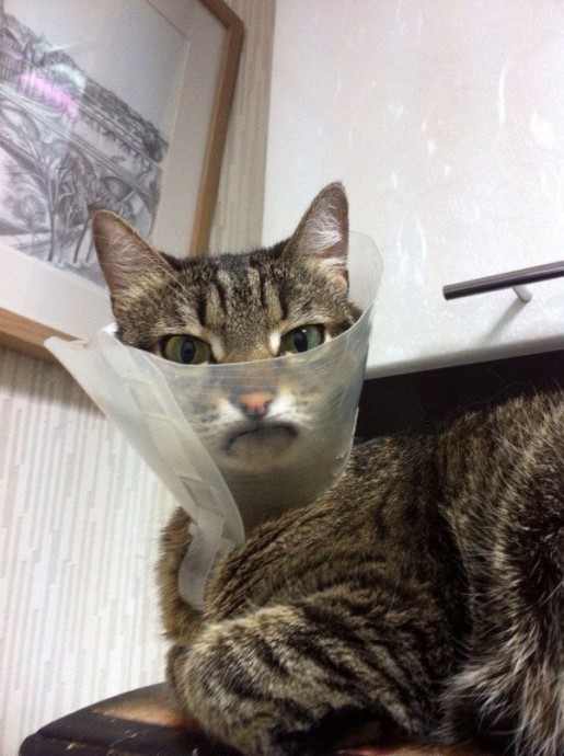 Типичный взгляд кошки, которая думает о том, как отомстить