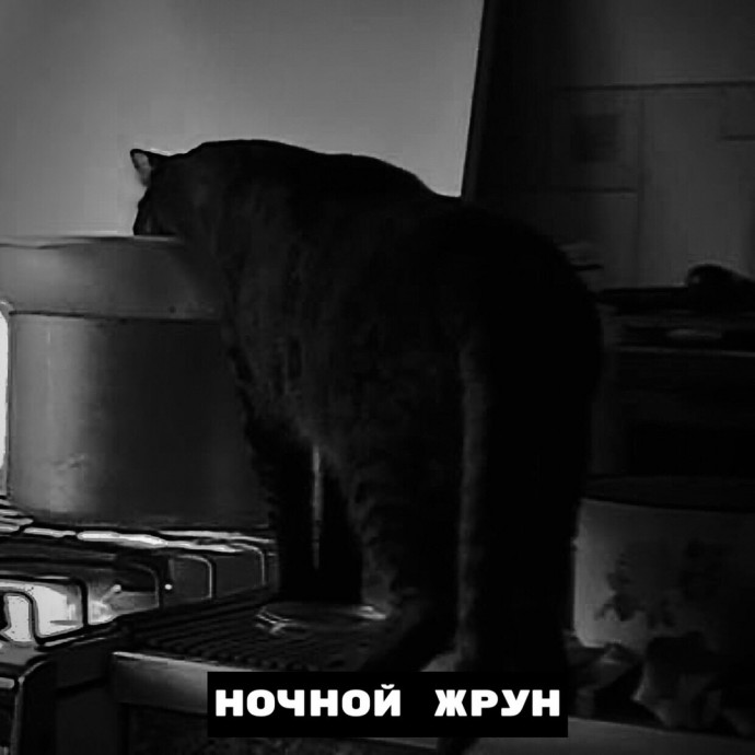 Виды ночных котов