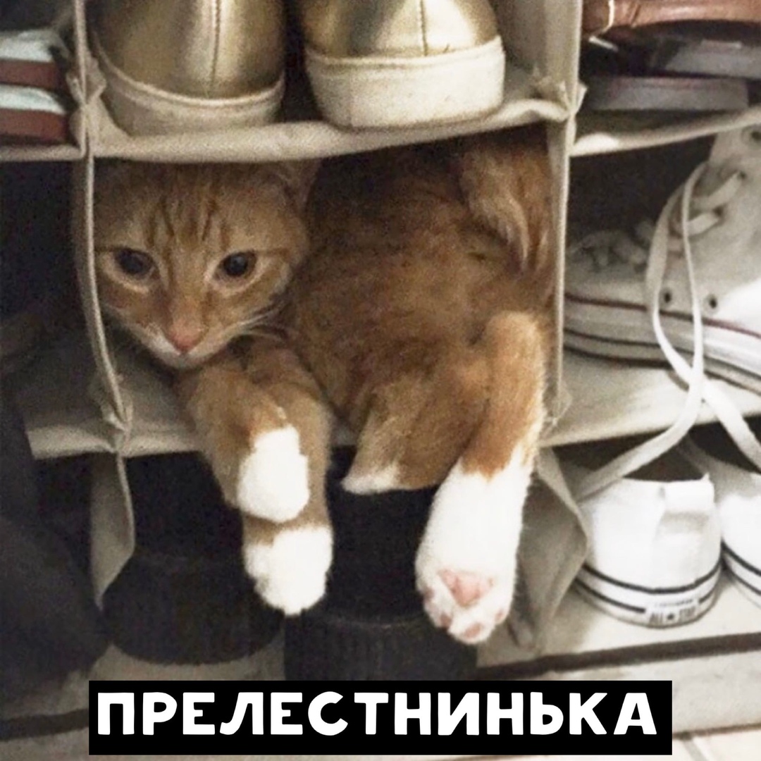 Кошка в коробке. Коту удобно. Диван кошка. Кошка в коробке. Прикрытый тыл.