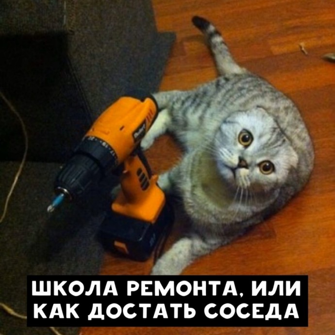 "Почувствуй себя котом"