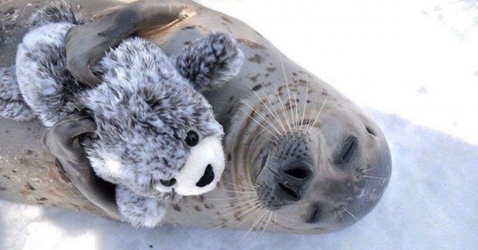 Тюленю подарили тюленя