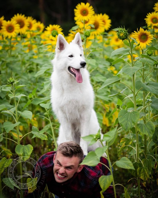 Когда хотели сделать красивую фотосессию в подсолнухах, но у "моделей" были свои идеи...