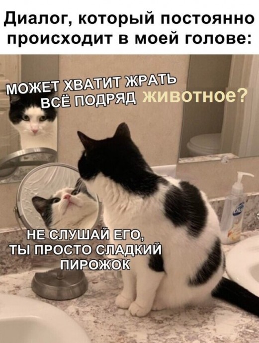 Котопост