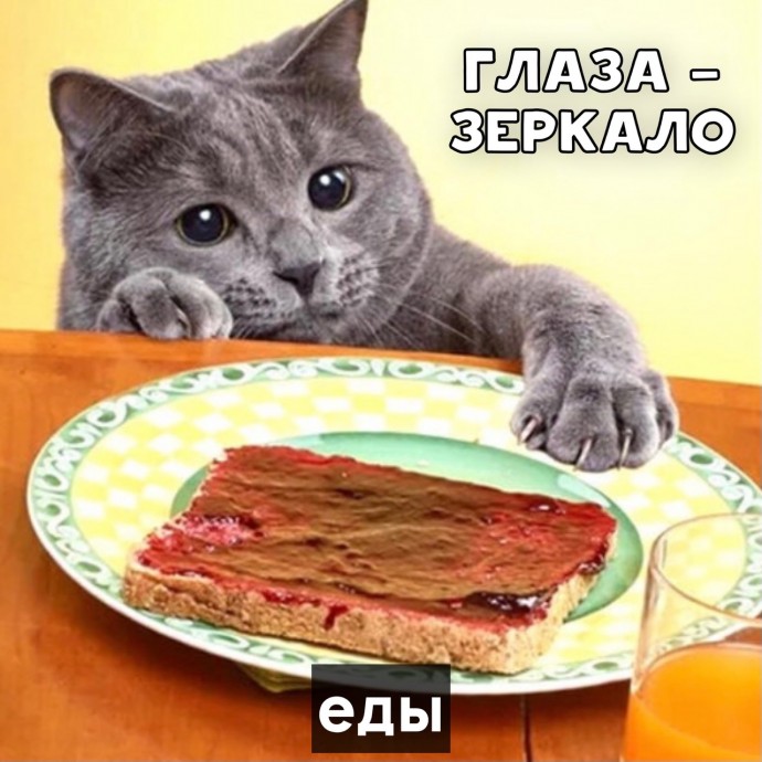 Пословицы от котика