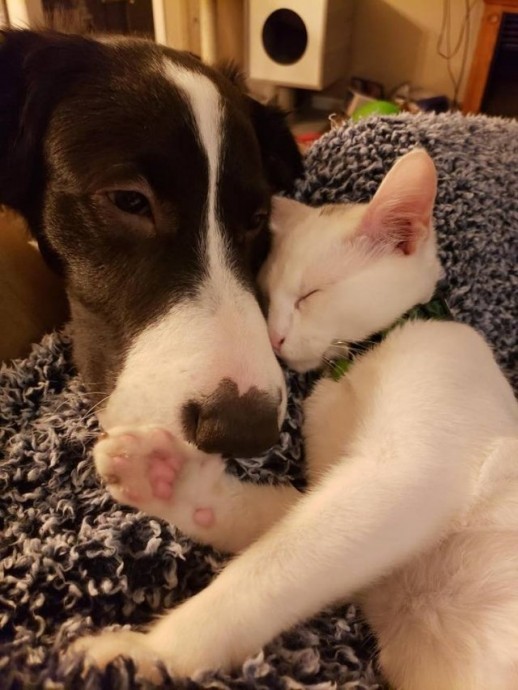 Пост о любви между собаками и кошками