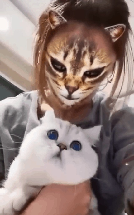 Реакция кошки, когда включил фильтр Cat Mask.