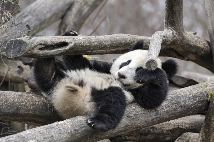Скучающие, задумчивые, забавные панды
