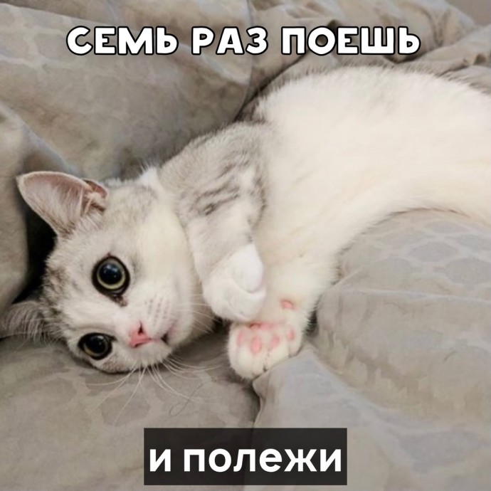 Пословицы от котика