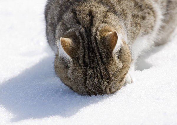 Редкие кадры котов, которые радуются снегу