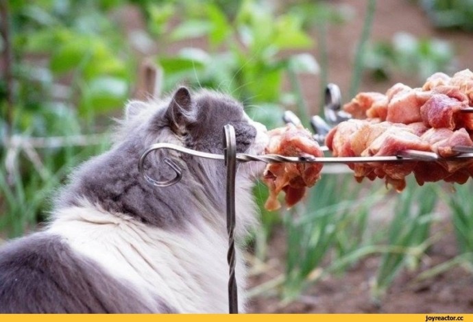 Время жарить сосиски на костре