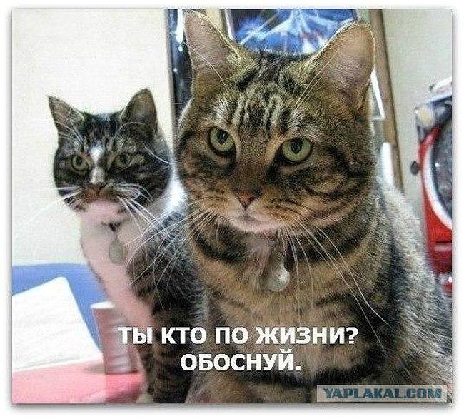 Котэ на случай очень важных переговоров.