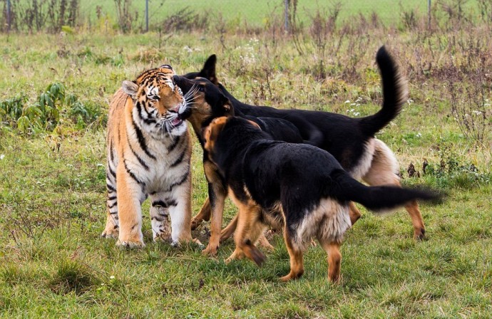Дружба собак и больших кошек