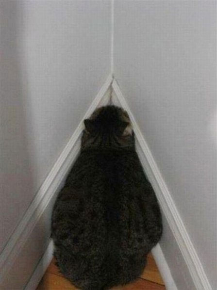 Коты, познавшие дзен