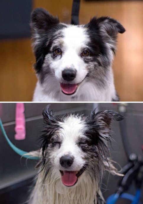 Пёсики до и после принятия ванны