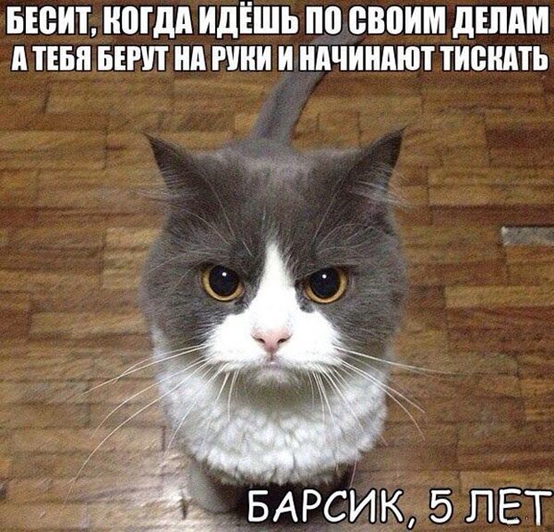 Котопост