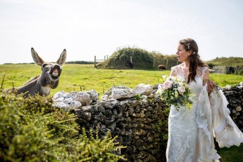 Свадебные фотобомбы с животными