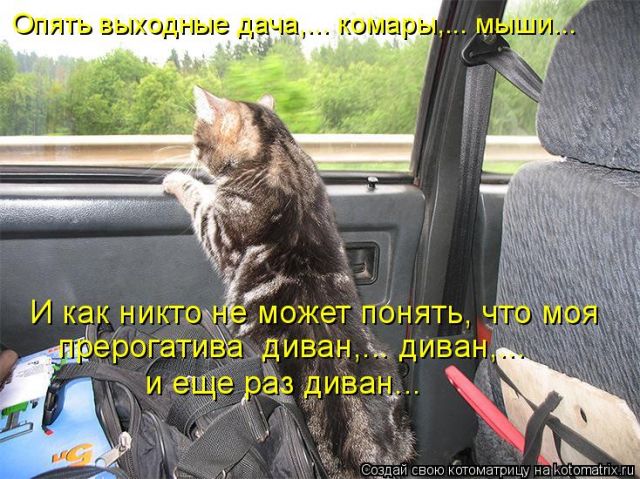 Коты на даче