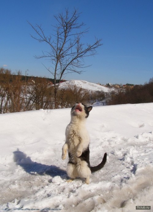 Уже скоро, во всех дворах страны..... .МАРТ