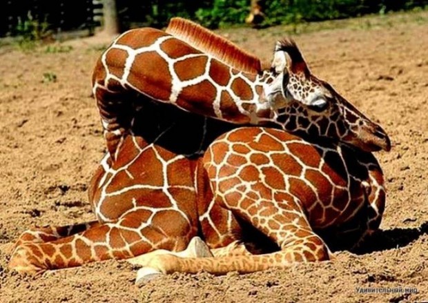 Сон жирафов
