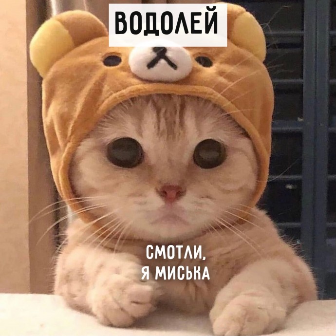 А какой ты котик?