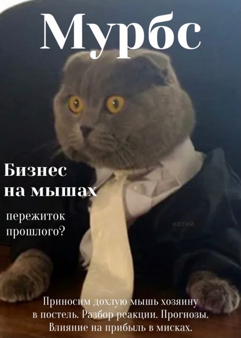 Мурбс — журнал успешных котиков
