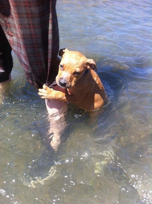 Не все любят воду