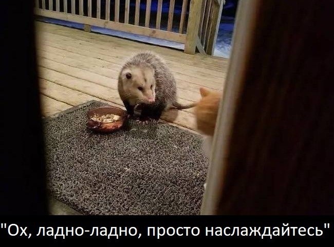 Опoссум и домашний кот