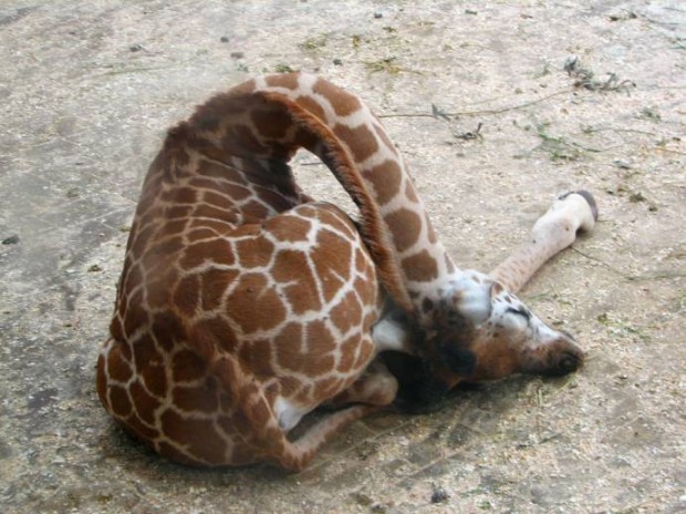Сон жирафов