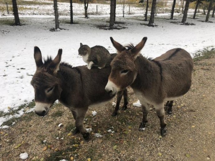 Забавные кошачьи снимки