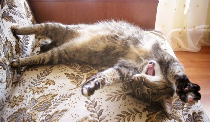 Мафия уснула, мирные коты просыпаются и дышат =)