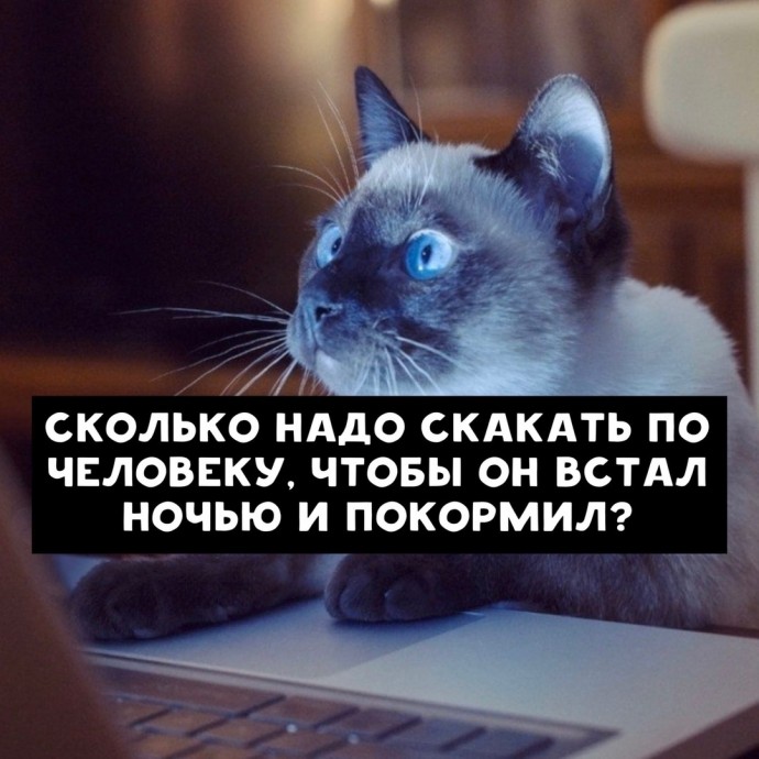 О чем гуглят коты