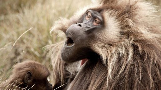 Смешные фото обезьян