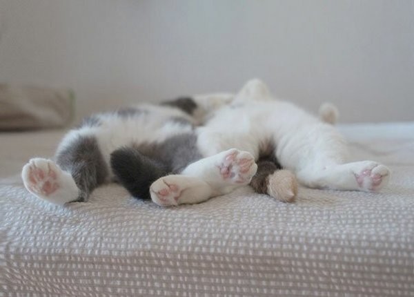 Прикольная подборка кошек спящих в самых разных, порой забавных позах.