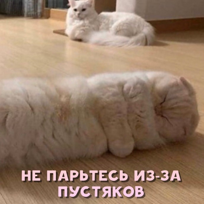 Совет от котика