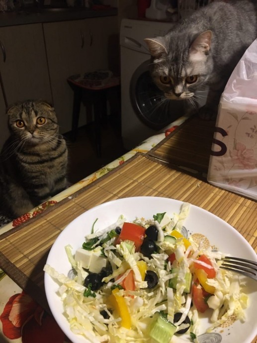 Ужин, кот и никакого давления