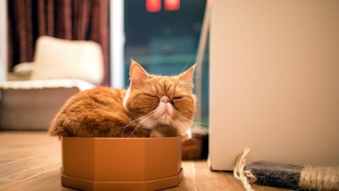 Коты любят коробки, потому что те похожи на капсулы, в которых они были спущены на Землю. Коты любят коробки, потому что те похожи на капсулы, в которых они были спущены на Землю.