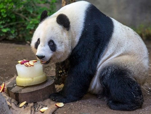 Забавные панды, празднующие день рождения