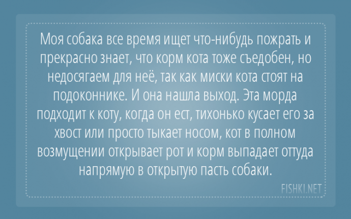 Пользователи интернета поделились забавными историями, которые произошли с их собаками Пользователи интернета поделились забавными историями, которые произошли с их собаками