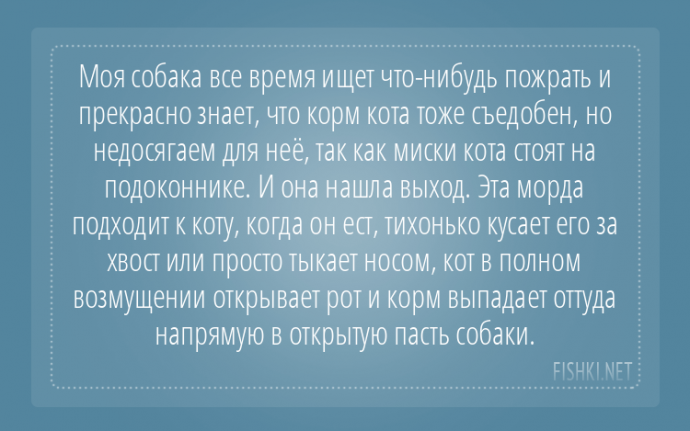 Пользователи интернета поделились забавными историями, которые произошли с их собаками