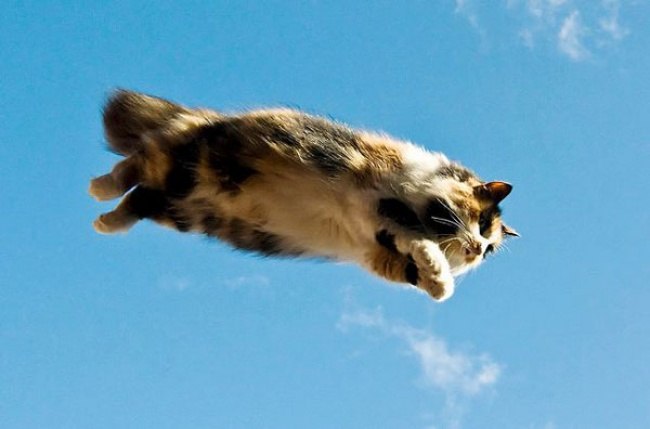 Доказательства того, что коты умеют летать