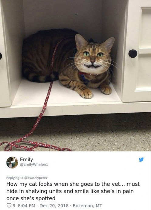 Как коты прячутся от ветеринаров, используя подручные средства