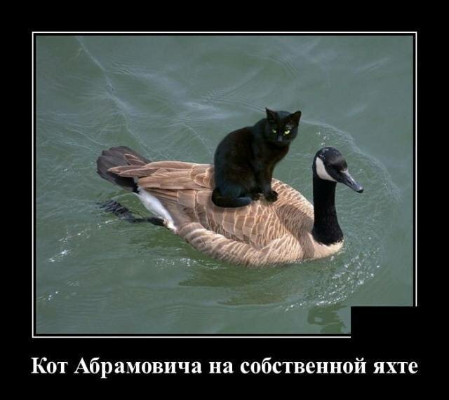 Пестрая подборка демотиваторов
