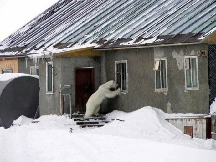 Сова, открывай! Медведь пришел!