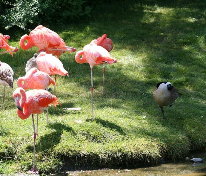 Эти утки решили, что они фламинго