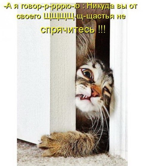 Котоматрицы дня