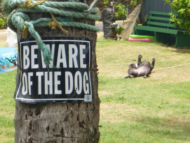 ОСТОРОЖНО, во дворе добрая собака!
