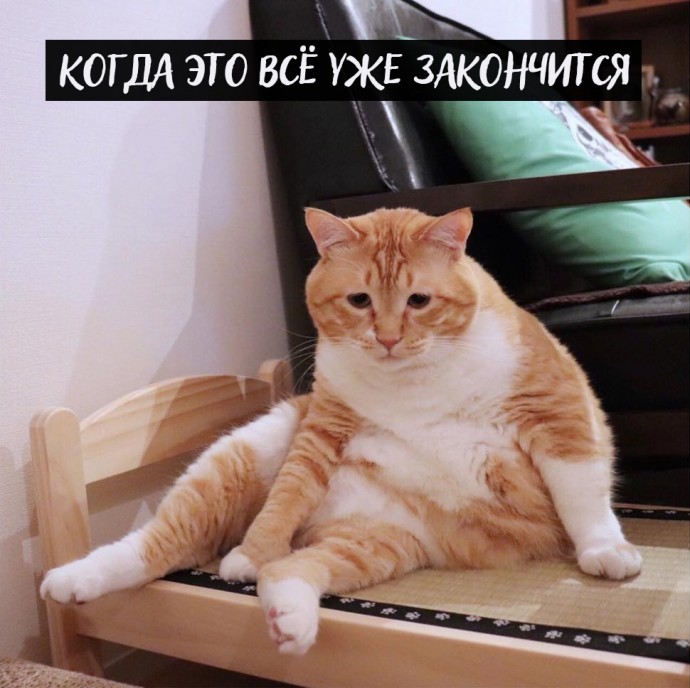 Проблемы котов